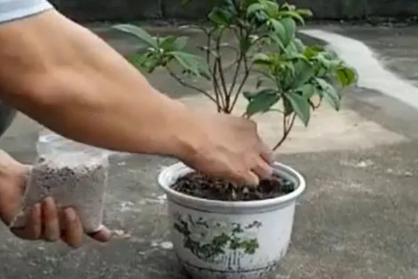 金桂为什么不开花,营养不足、发生病害都是常见原因