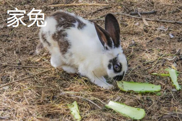 家兔和野兔能不能繁殖，染色体差异较大不能杂交
