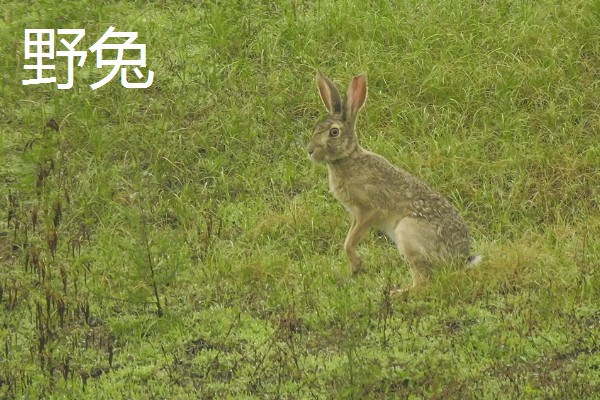 家兔和野兔能不能繁殖，染色体差异较大不能杂交