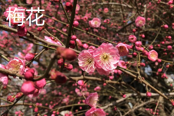哪些花朵代表坚强，有梅花、仙人掌等