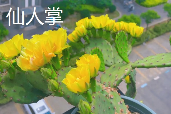 哪些花朵代表坚强，有梅花、仙人掌等