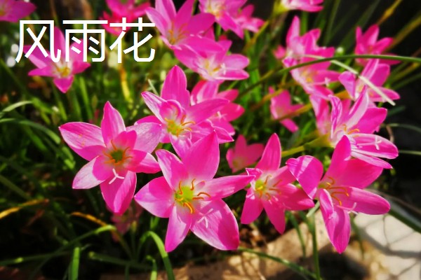 哪些花朵代表坚强，有梅花、仙人掌等