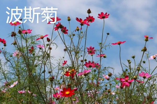 哪些花朵代表坚强，有梅花、仙人掌等