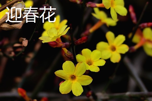 哪些花朵代表坚强，有梅花、仙人掌等