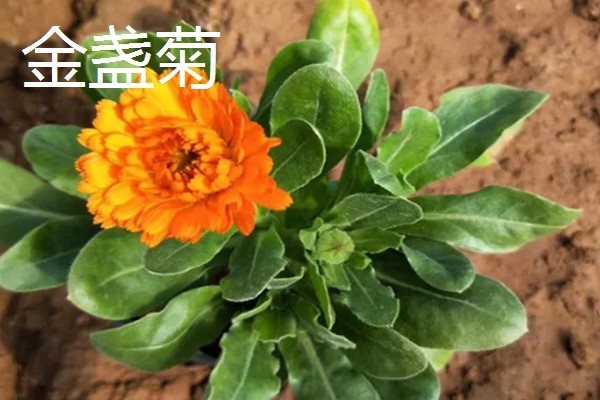 哪些花朵代表坚强，有梅花、仙人掌等