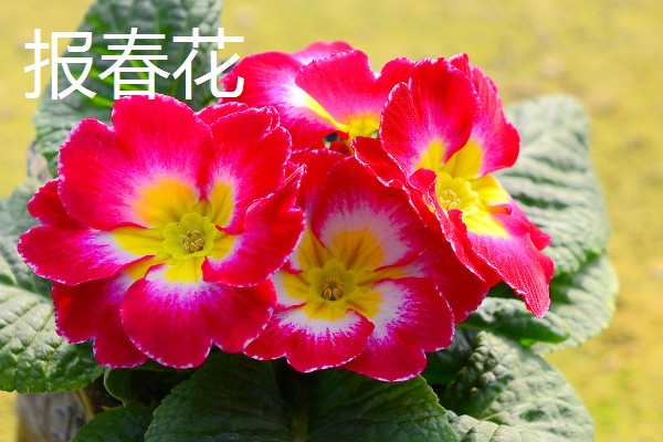哪些花朵代表坚强，有梅花、仙人掌等