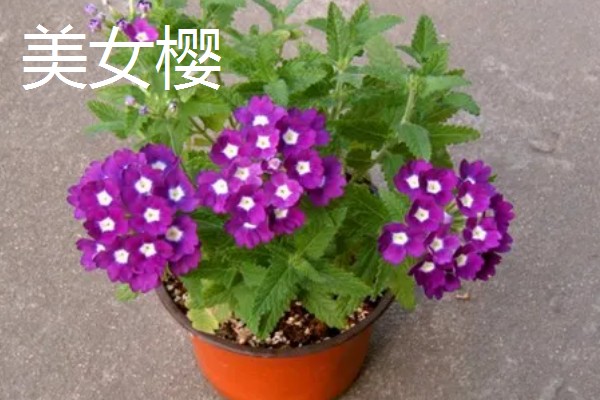 哪些花朵代表坚强，有梅花、仙人掌等