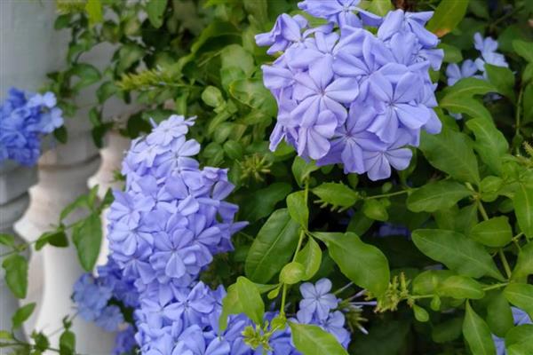 有哪些花朵小的花，有满天星、非洲堇等