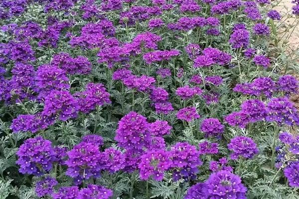 有哪些花朵小的花，有满天星、非洲堇等