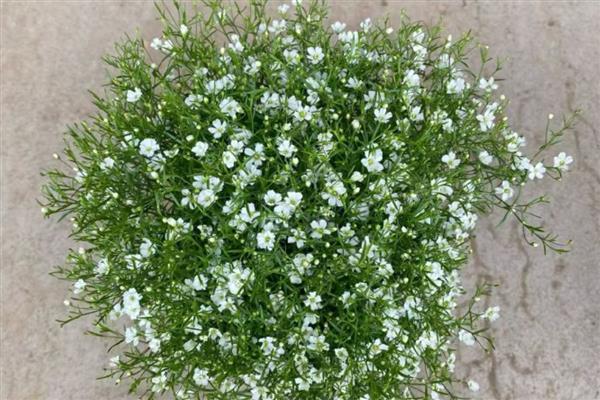 有哪些花朵小的花，有满天星、非洲堇等