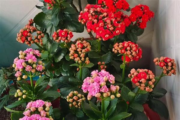 有哪些花朵小的花，有满天星、非洲堇等