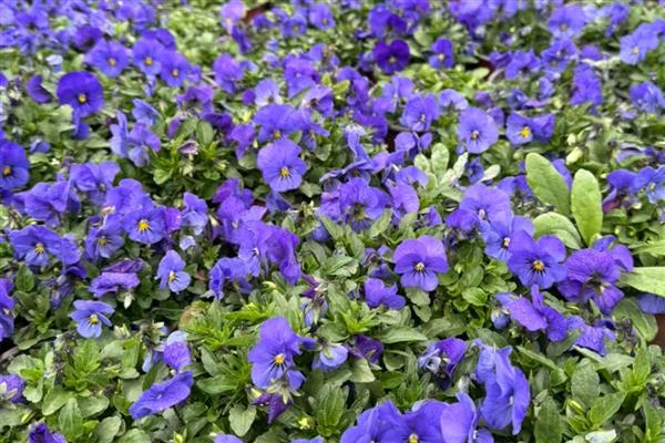 有哪些花朵小的花，有满天星、非洲堇等
