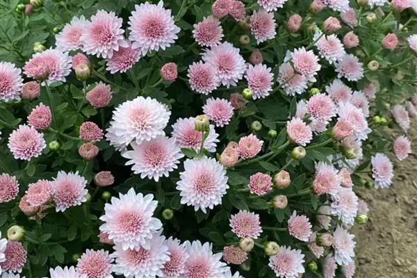 有哪些花朵小的花，有满天星、非洲堇等
