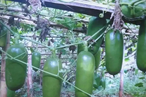 香如蜜怎么管理，主蔓长到50厘米时追施尿素