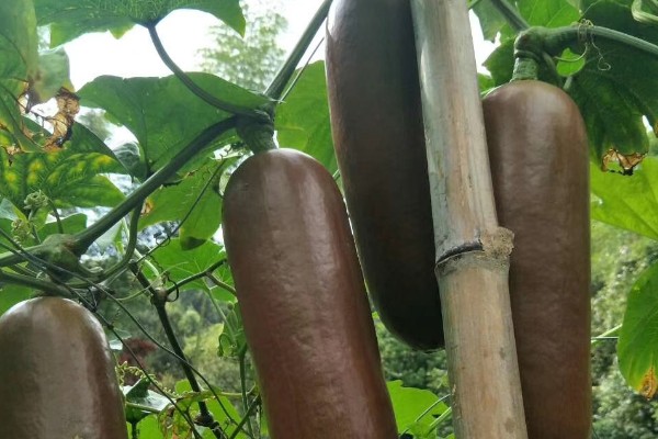 香如蜜怎么管理，主蔓长到50厘米时追施尿素