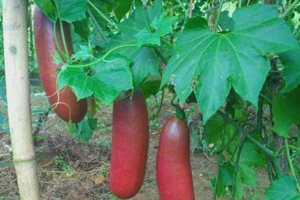 香如蜜怎么管理，主蔓长到50厘米时追施尿素