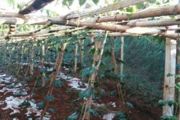香如蜜怎么管理，主蔓长到50厘米时追施尿素