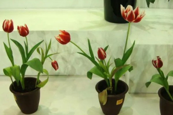 郁金香有没有毒，郁金香有微量毒性