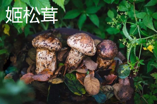 姬松茸与松茸的区别,外形和气味等均不同