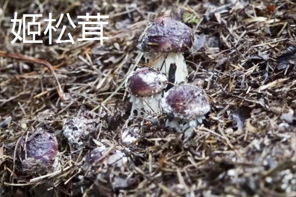 姬松茸与松茸的区别,外形和气味等均不同