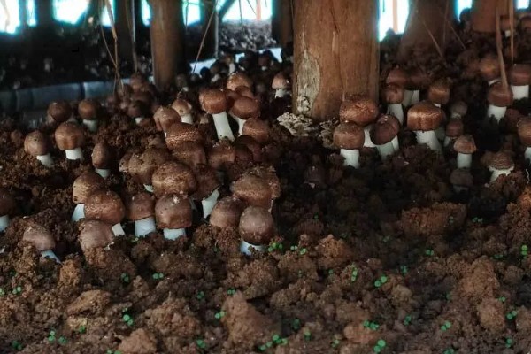 姬松茸与松茸的区别,外形和气味等均不同