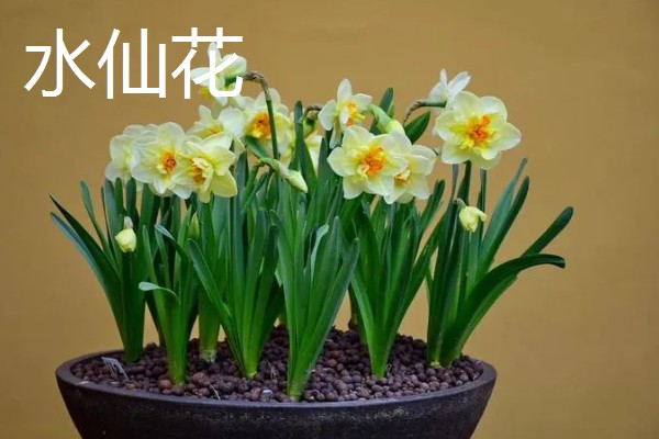 冬天能看到哪些植物,常见水仙花、马尾松等品种