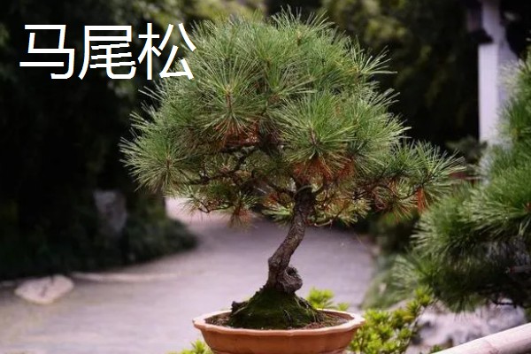 冬天能看到哪些植物,常见水仙花、马尾松等品种