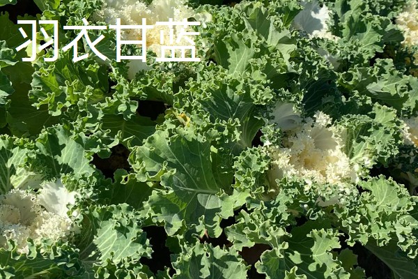 冬天能看到哪些植物,常见水仙花、马尾松等品种