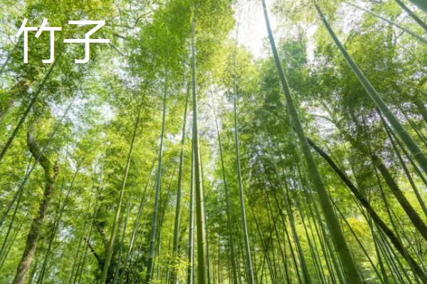 冬天能看到哪些植物,常见水仙花、马尾松等品种