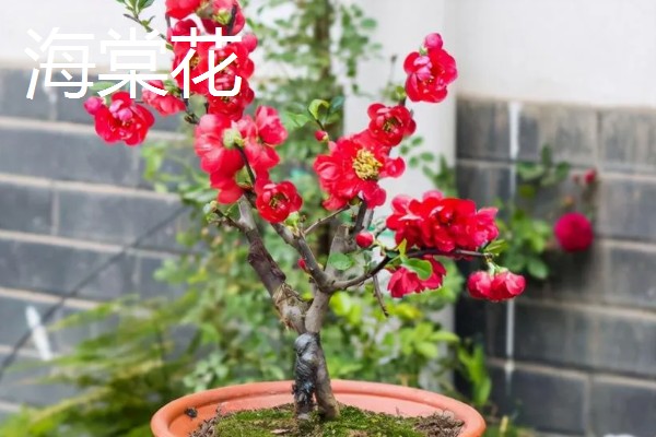 冬天能看到哪些植物,常见水仙花、马尾松等品种