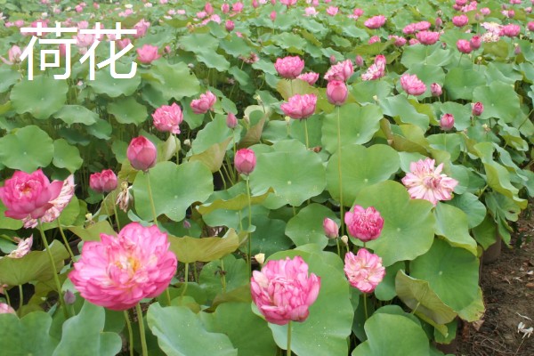 冬天能看到哪些植物,常见水仙花、马尾松等品种
