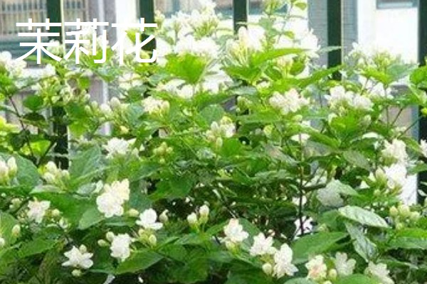 冬天能看到哪些植物,常见水仙花、马尾松等品种