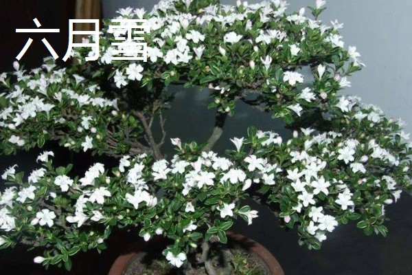 冬天能看到哪些植物,常见水仙花、马尾松等品种