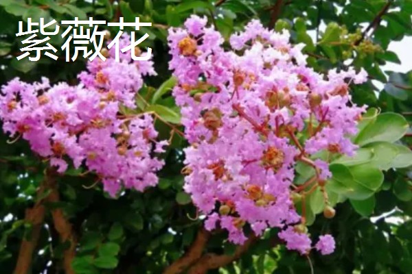 冬天能看到哪些植物,常见水仙花、马尾松等品种