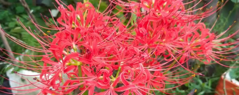 彼岸花能经常见到吗，彼岸花能经常见到