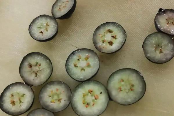 蓝莓的生长过程，分为幼苗期、营养生长期、开花结果期