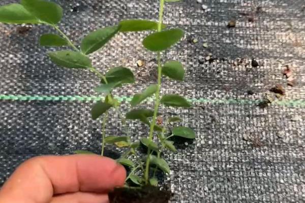 蓝莓的生长过程，分为幼苗期、营养生长期、开花结果期