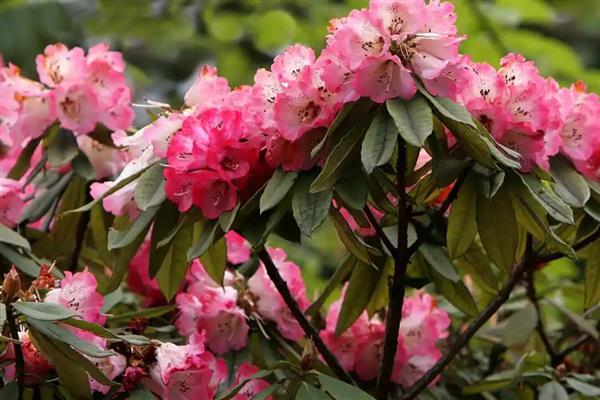 杜鹃花的花语,寓意永远属于你、爱的快乐等