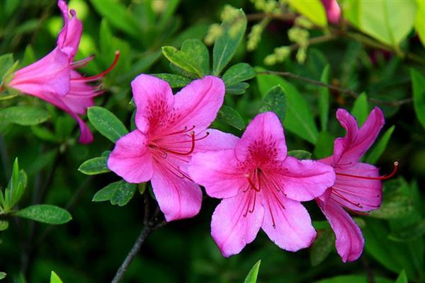 杜鹃花的花语,寓意永远属于你、爱的快乐等