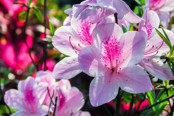 杜鹃花的花语,寓意永远属于你、爱的快乐等