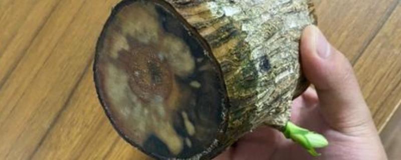 巴西木底部发黑如何处理，需要控制好容器内的水量