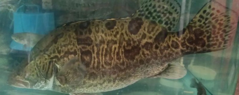 鳜鱼有哪些种类，常见的有翘嘴鳜、大眼鳜等