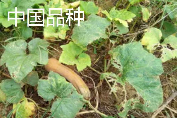 菊瓜的食用方法，可以煮粥或做成菊瓜咖喱