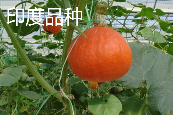 菊瓜的食用方法，可以煮粥或做成菊瓜咖喱