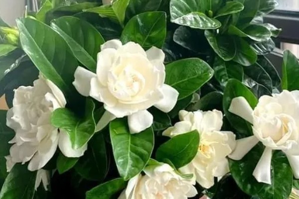 栀子花的花语，寓意坚强、一生的守候等