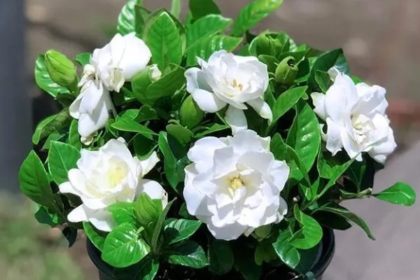 栀子花的花语，寓意坚强、一生的守候等
