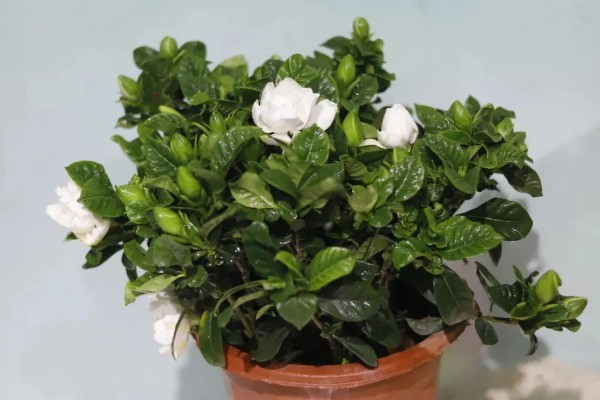 栀子花的花语，寓意坚强、一生的守候等