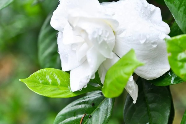 栀子花的花语，寓意坚强、一生的守候等