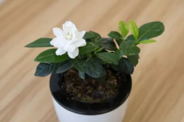 栀子花的花语，寓意坚强、一生的守候等