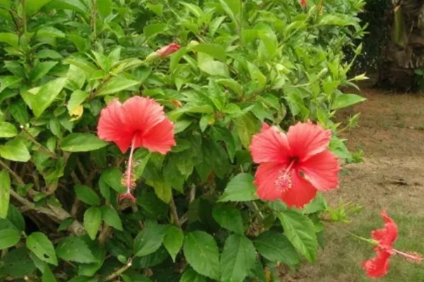 扶桑花是如何来的，传说中该树是两棵互相生长在一起的